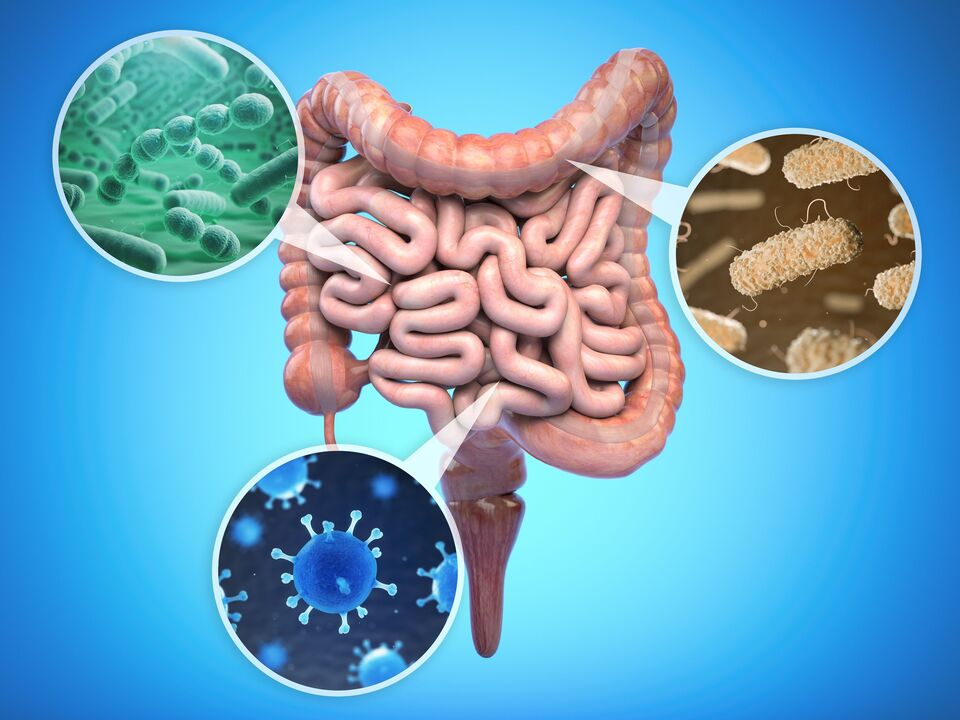 bactérias benéficas no intestino